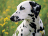 Captcha image 4544