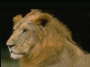 Captcha image 8954